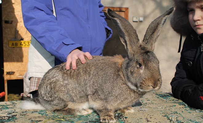 Фландер: поведение, кормление и содержание кролика в домашних условиях