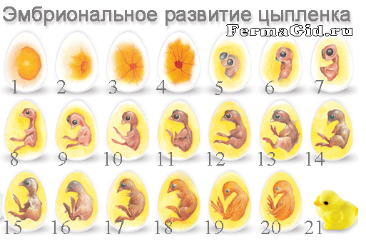 Развитие цыпленка в яйце по дням: как дышит и чем питается, фото