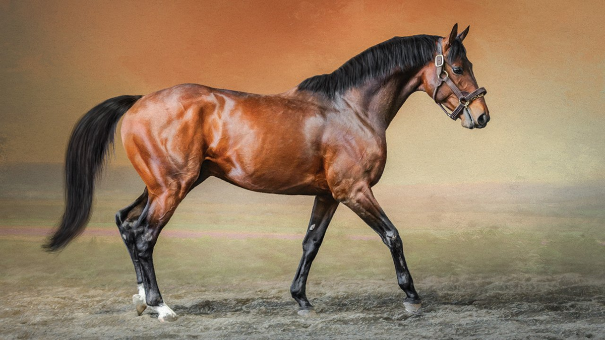 Английская чистокровная порода лошадей, ее обзор и фото