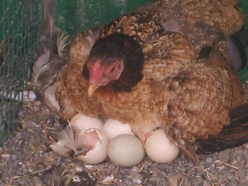 Сколько дней курица высиживает яйца до цыплёнка и как сидеть