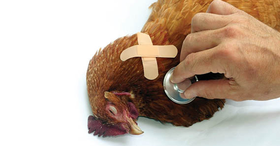 Сальмонеллез у цыплят: симптомы и лечение, статьи nita-farm