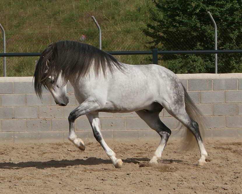 Андалузская порода фото и цена лошадей
