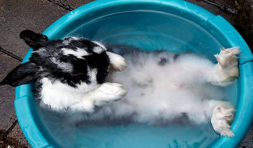 В каких случаях можно мыть декоративных кроликов