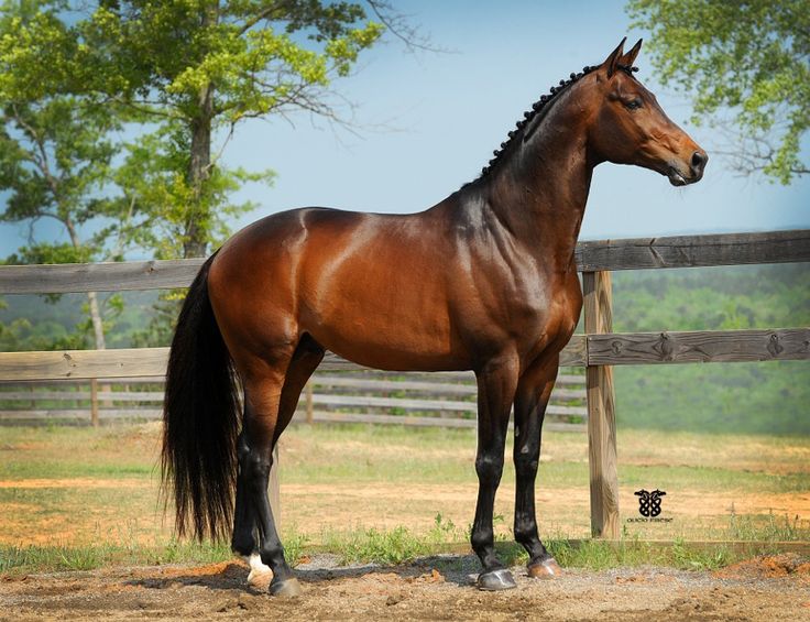 Тракененская порода лошадей: фото, описание