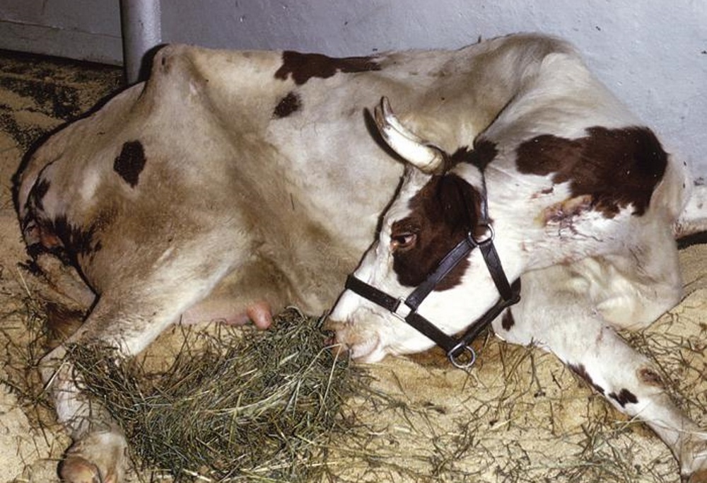 Что такое кетоз у коровы и крс (симптомы, как лечить заболевание)