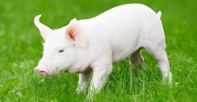 Украинская степная белая порода свиней – стандарты, откорм, содержание 2020