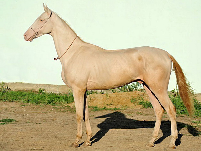 Обзор изабелловой масти лошадей, ее фото и описание