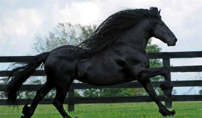 Самый дорогой конь в мире: породы, особенности содержания и разведения