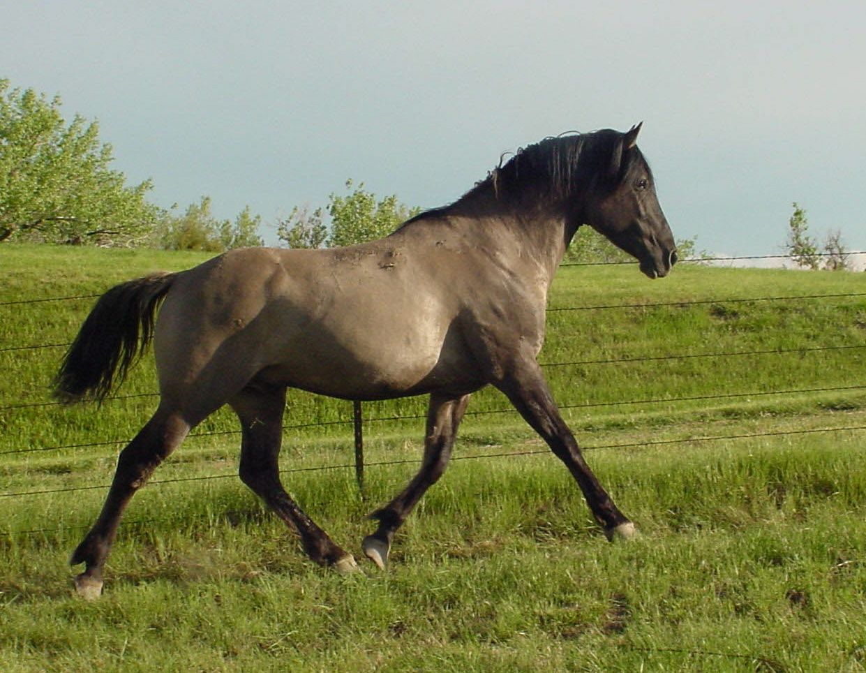 Мустанги: дикие лошади, описание, характеристики и фото