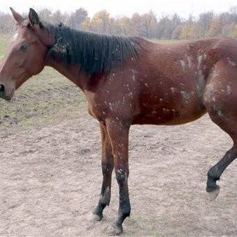 Случная болезнь лошадей: инструкция, лечение, фото, диагностика