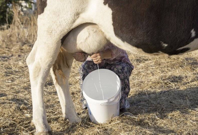 Корова лягается (бьётся) при дойке: почему, что делать, как отучить или привязать ногу