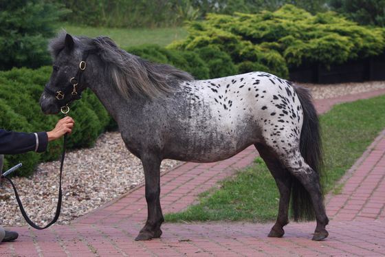Мини-лошадь (27 фото): самая маленькая лошадь в мире. описание пород карликовых лошадок. выращивают ли миниатюрных коней на фермах?