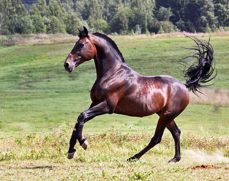 Порода лошади русский рысак: фото, экстерьер, характеристики и описание