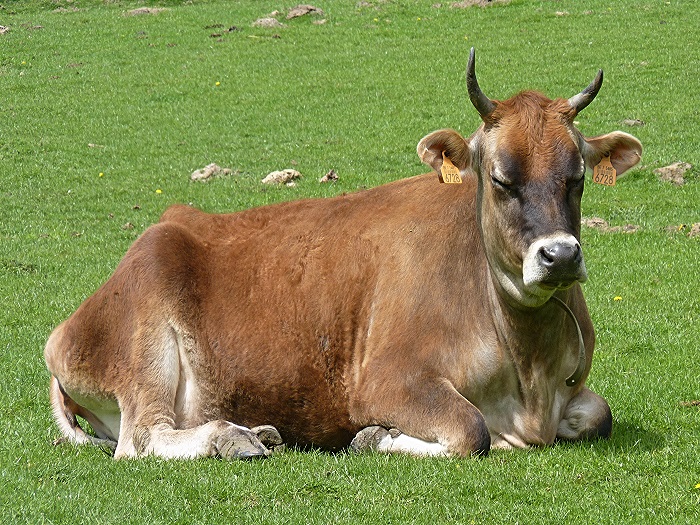 Молочные породы коров и быков. продуктивность молочного крс
