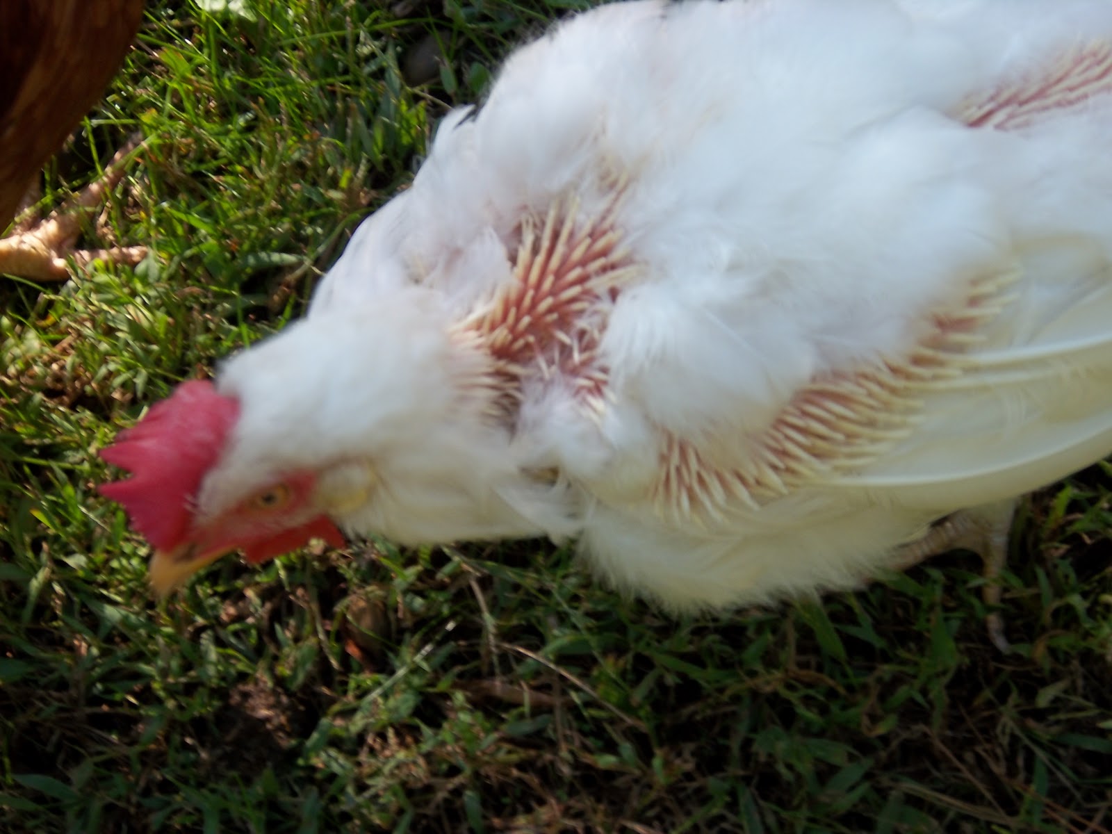 Линька у кур несушек: причины, период смены перьев | заготовки на зиму