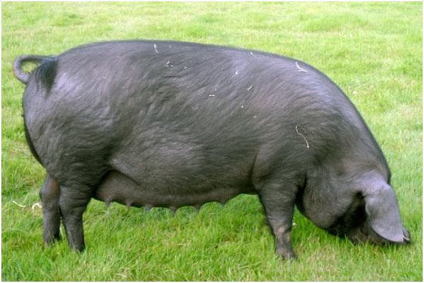 Лучшие мясные породы свиней