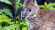 Филандеры (Thylogale): таинственные обитатели австралийских тропических лесов