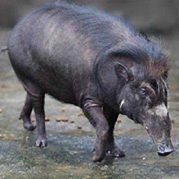 Особенности поведения и образа жизни филиппинской свиньи