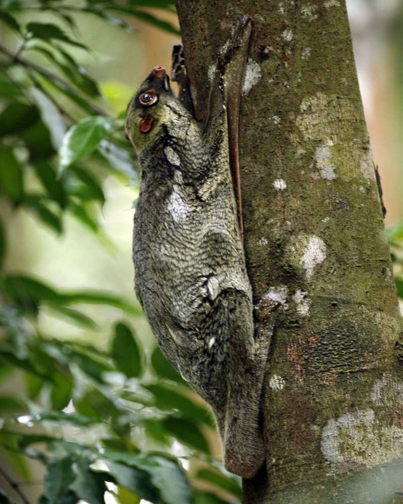 Филиппинский шерстокрыл, или кагуан (Cynocephalus volans)