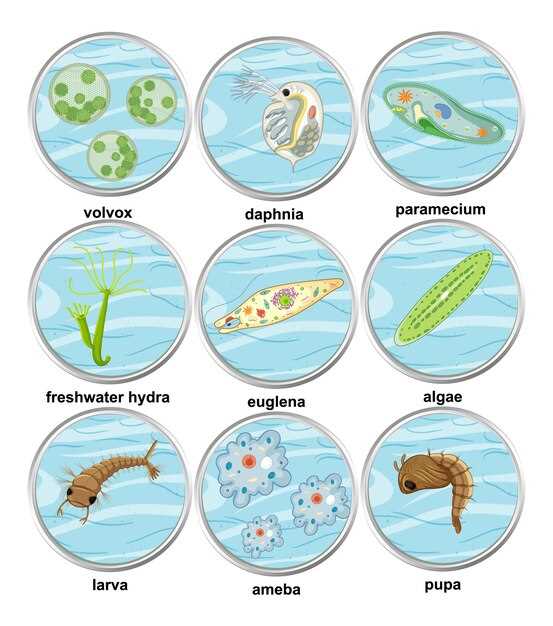 Активность фитопланктона в различных водоемах: Моря, озера и реки