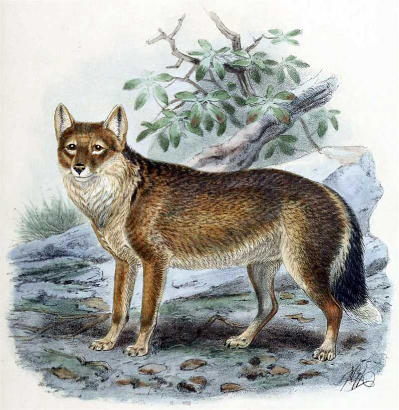 Фолклендская лисица, или фолклендский волк, или варрах (Dusicyon australis)