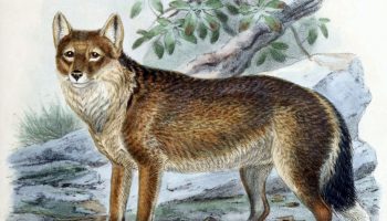 Фолклендская лисица — история и исчезновение