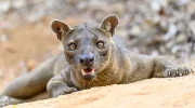 Фосса — опасный хищник Мадагаскара