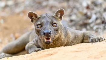 Фосса — опасный хищник Мадагаскара