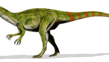 Фукуираптор (Fukuiraptor) — хищный динозавр из Японии