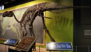 Гадрозавр (Hadrosaurus) — история открытия и основные характеристики