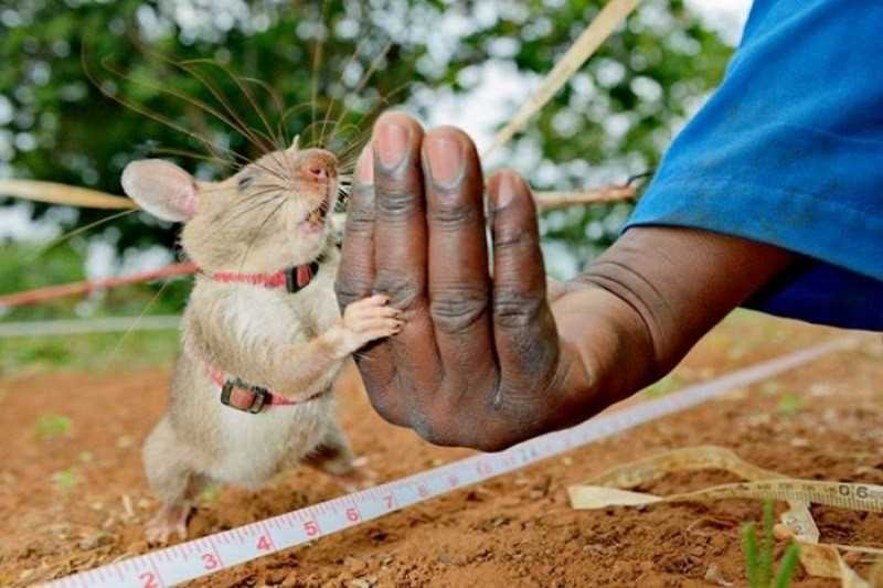 Особенности поведения гамбийских хомяковых крыс