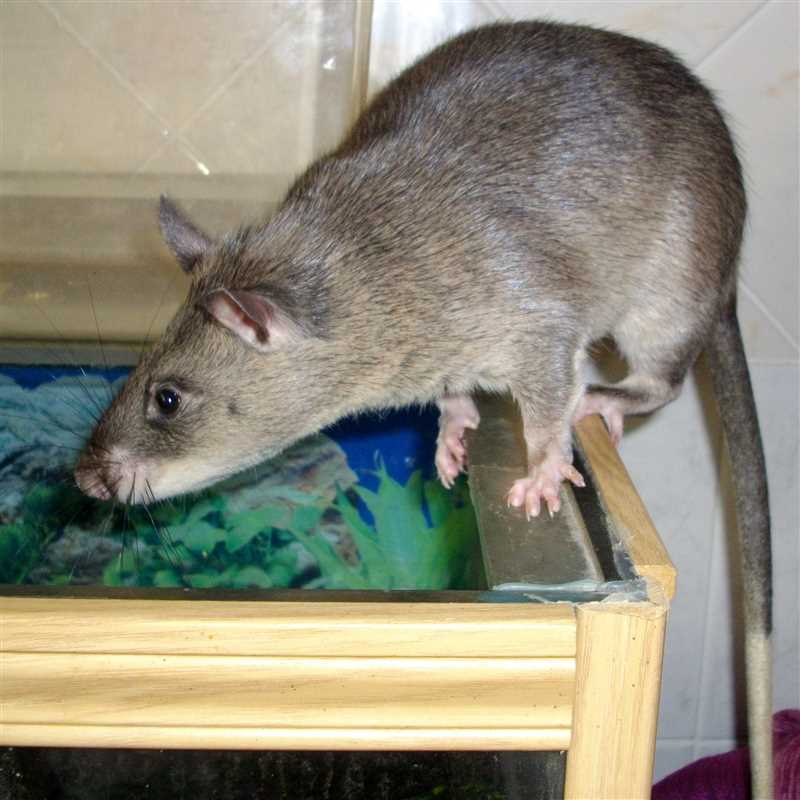 Гамбийская хомяковая крыса (Cricetomys gambianus)
