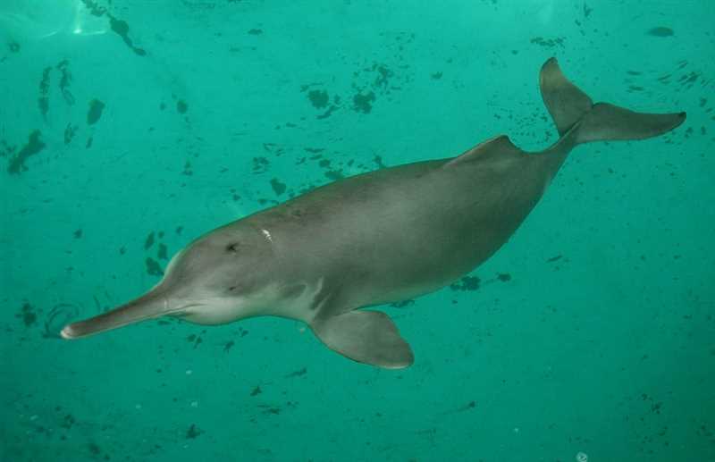 Особенности размножения гангского дельфина