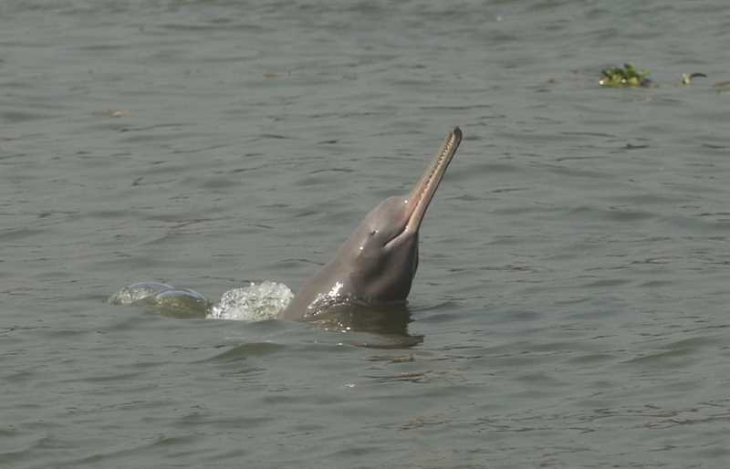 Гангский дельфин, или сусук, или слепой дельфин, или сузу (Platanista gangetica)