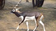 Гарна (Antilope cervicapra) — описание, особенности и обитание