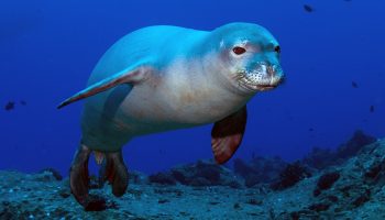 Гавайский тюлень-монах — особенности и сохранение вида