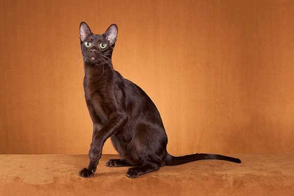 Питание породы кошек Гавана браун