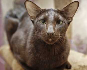 Здоровье породы кошек Гавана браун