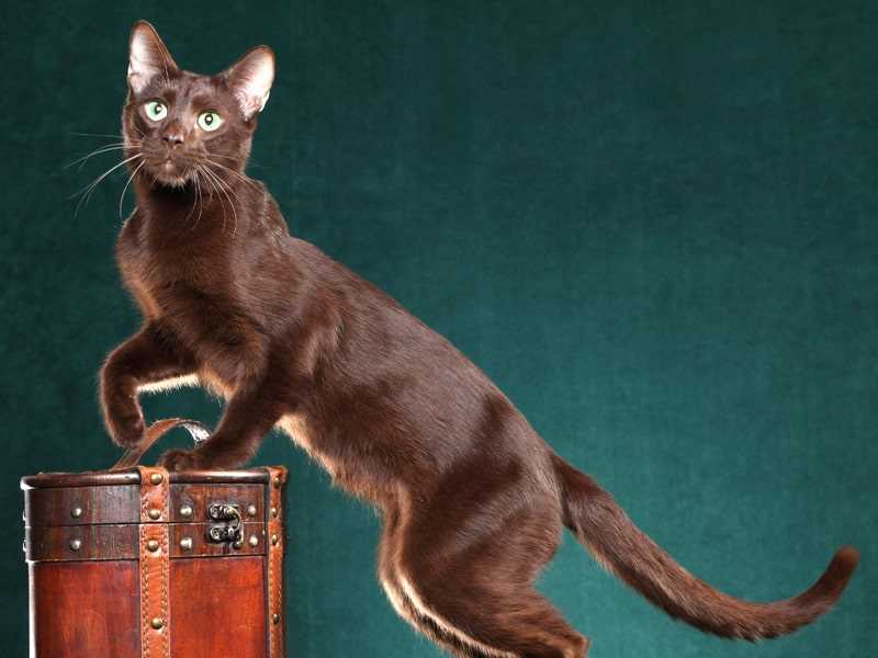 Характер породы кошек Гавана браун
