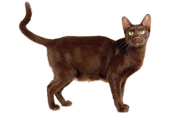 Сравнение породы кошек Гавана браун с похожими породами в таблице