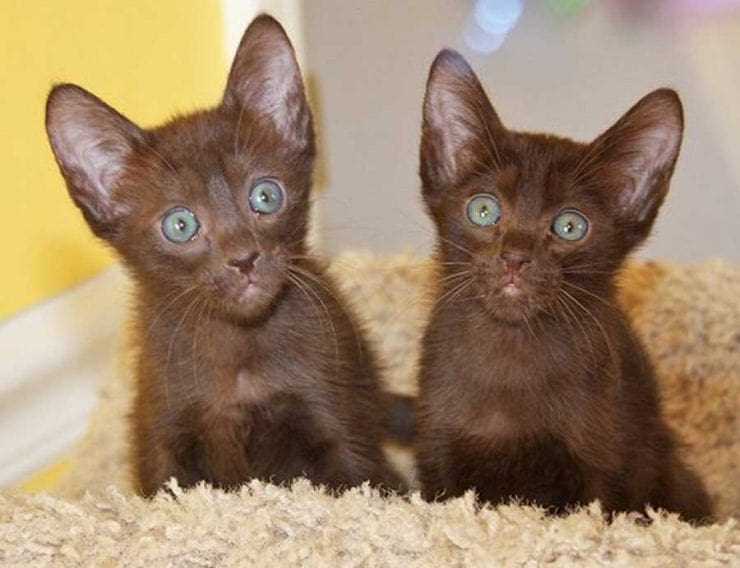 Воспитание породы кошек Гавана браун
