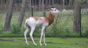 Газель-дама (Gazella dama) — особенности и охрана уникального вида