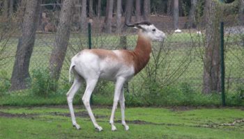 Газель-дама (Gazella dama) — особенности и охрана уникального вида