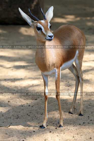 Газель-доркас (Gazella dorcas)