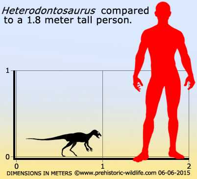 Таблица: Зубы гетеродонтозавра