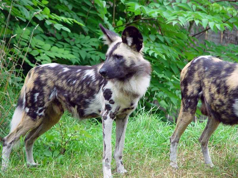 Сравнение гиеновидной собаки с другими видами собак