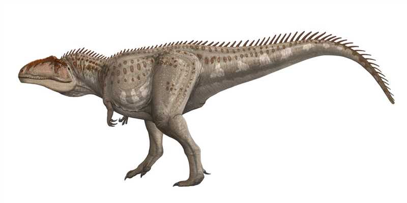 Костная структура гиганотозавра