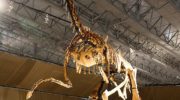 Гигантораптор — огромный рептилия времен динозавров