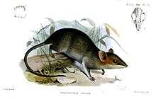 3. Гигантская крыса красная (Hyomys rubrocinereus)