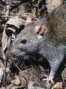 Состояние популяции гигантских крыс